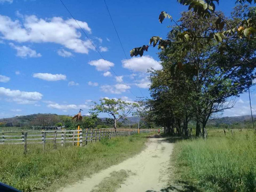 Imagen 13 de 30 de Finca De 440 Has En Cojedes-acarigua. 3 Pozos De Agua, Electricidad.