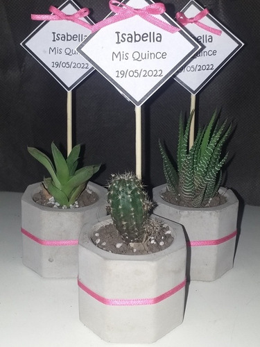 Suculentas Y Cactus En Maceta De Cemento N6,  X 20 Unidades