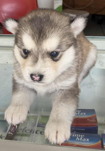 Husky Siberiano