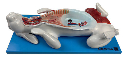 Anatomic Tzj-0607-Op Anatomia Do Coelho Com 9 Peças Em Placa