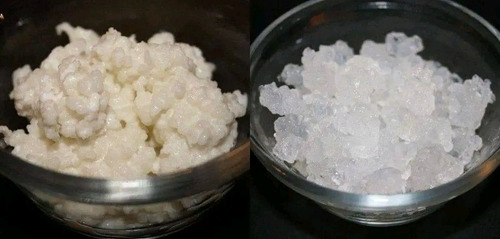 Imagen 6 de 7 de Kefir De Leche