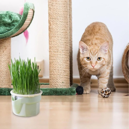 Bz1 Catgrass Bonsai: Taza Hidropónica Sin Suelo Con Trigo Y