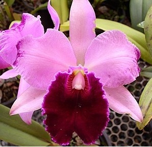 Muda De Orquídea Catleya Pink - 10 A 20cm - Promoção!