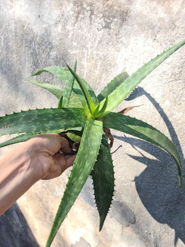 Aloe Vera Maceta N12 