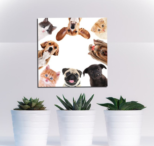 Vinilo Decorativo 30x30cm Pet Veterinaria Perros Gatos Cat