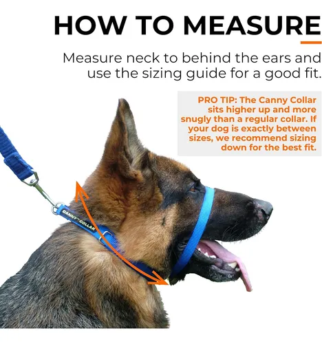 Good to go dog collar 2025