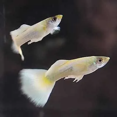 Peces Guppy Platinum White