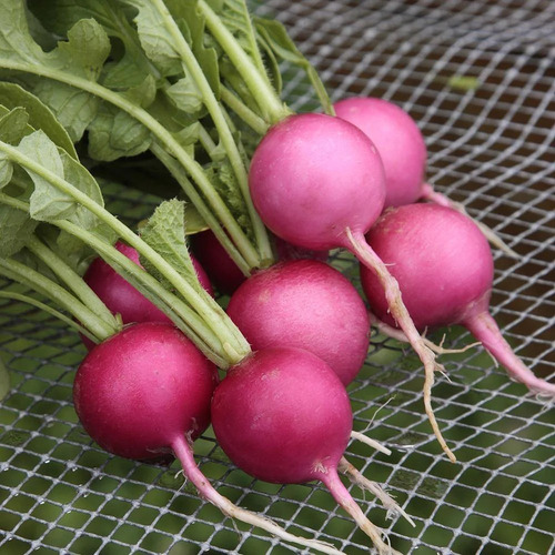 20 Semillas De Rabanito Rosa --radish Pink Beauty !!!