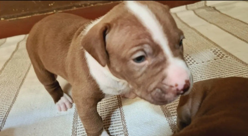 Imagem 4 de 5 de 04filhotes De Pitbull Por Apenas $380.00