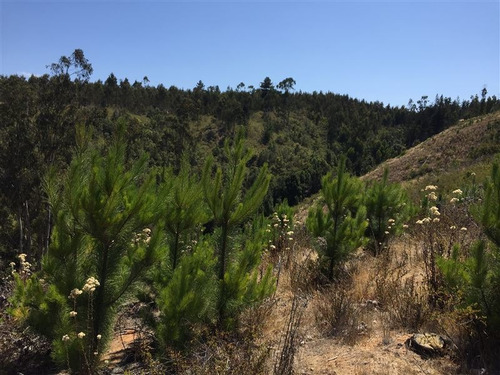 Imagen 5 de 24 de Agrícola En Venta En Algarrobo
