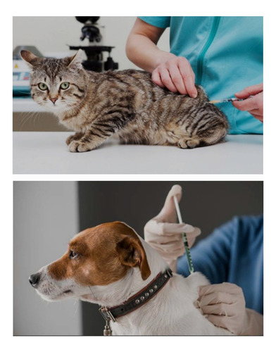 Veterinaria Domicilio Vte Lopez Olivos San Isidro Zona Norte