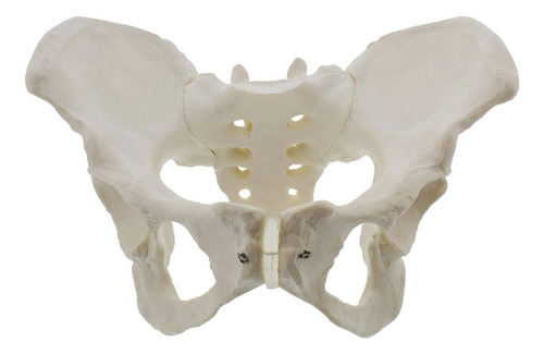 Pelvis Femenina De Tamaño Natural, Cadera - Anatomía