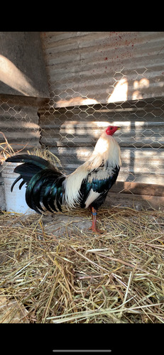 Huevo Fértil Gallo Fino