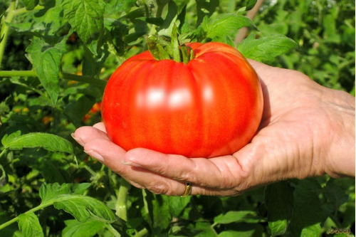 Tomate Gigante Beefsteak - 40 Sementes Para Mudas Heirloom