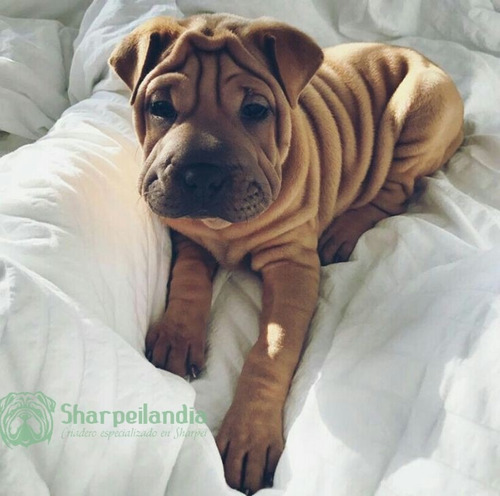 Cachorro Sharpei Leonado 032