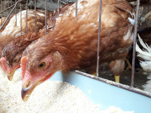Gallinas Ponedoras (fbmanueluceda)