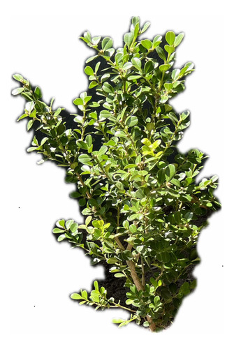 X30 Buxus - Arbusto Cerco Vivo - Planta Siempre Verde