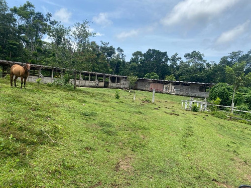 En Venta Terreno 191,000 Metros, Las Guazaras, Samana (caballos)