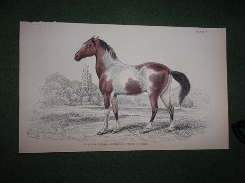 Caballo Tangum Piebald Primoeval Stock Of Tibet Grabado 1833