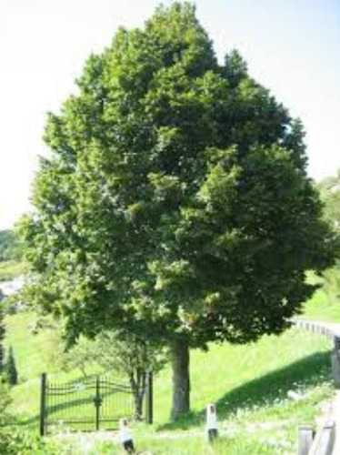 Imagen 4 de 9 de Arbol De Tilo - 3m. 6 Años. E.gratis