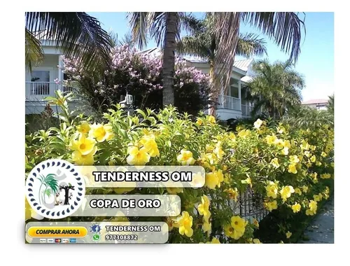 Copa De Oro Flor, Enredadera Copa De Oro Enana Ambientes Sostenibles - Entre y conozca nuestras increíbles ofertas y promociones.