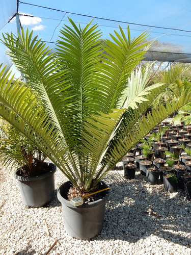 Encephalartos Kisambo ( Palmera De Colección)