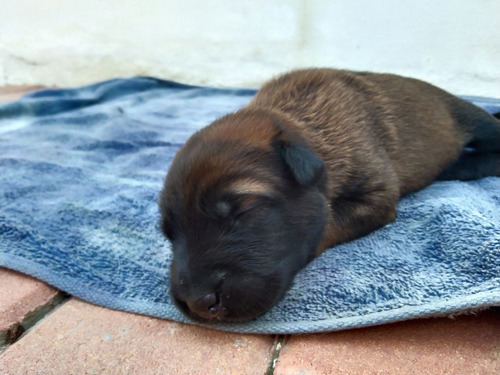 Cachorros Belgin Malinois 