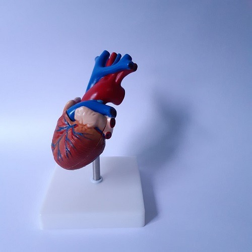 Modelo Corazon Humano Tamaño Natural