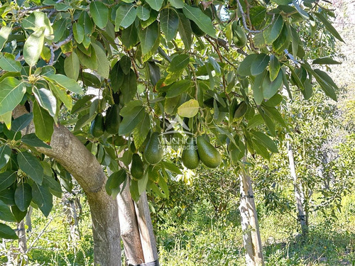 Agrícola En Venta En Vicuña