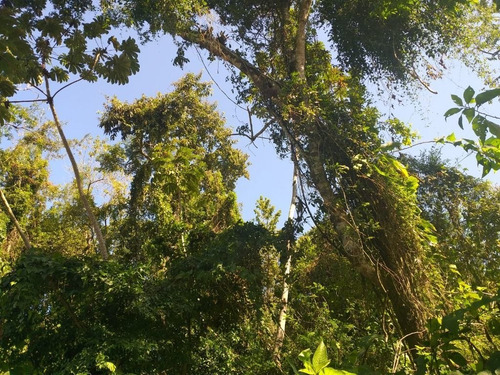 Imagem 8 de 8 de Terreno À Venda, 384 M² Por R$ 160.000,00 - Mococa - Caraguatatuba/sp - Te0211