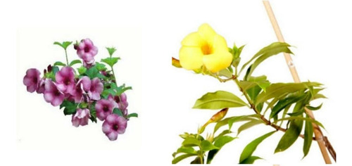 Kit 4 Mudas De ( Alamanda Vinho, E Amarela ) De 60 A 90 Cm.