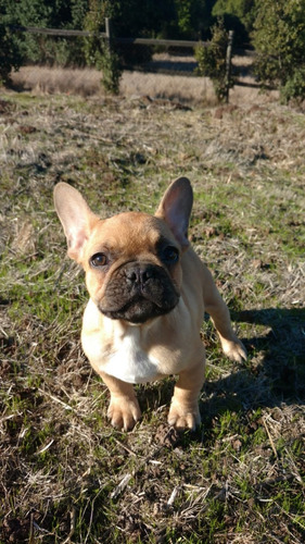 Hermoso Bulldog Frances Fawn