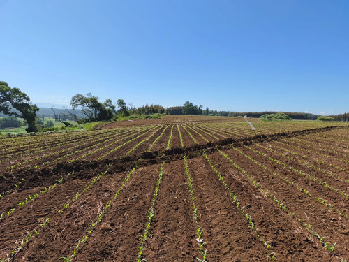 Fundo Agrícola, Frutícola,turístico Y Ganadero 114 Hectáreas