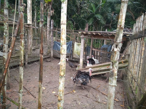 Imagem 16 de 19 de Sítio À Venda Em Miracatu Com Ampla Área Aberta Aproveitável! - 416 - 33675526