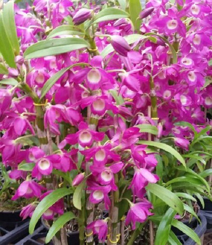 300 Semillas De Orquídea Drendrobium + Instructivo