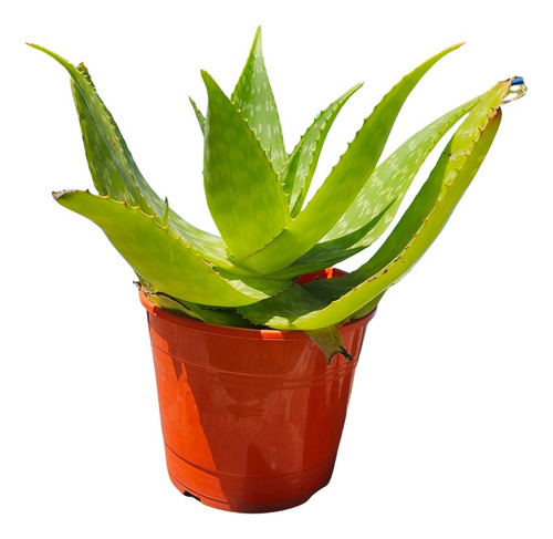 Planta Aloe Vera Medicinal Con Maceta Plastica 40 Cm