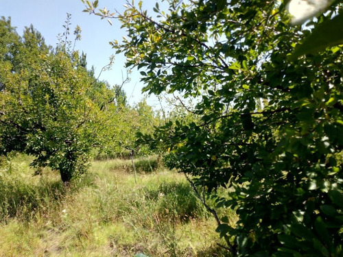 Imagen 19 de 25 de Venta De Finca 14 Ha En Producción - San Rafael Mendoza