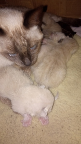 Gatitos Siameses
