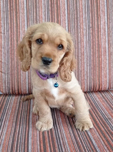 Imagen 4 de 10 de Cachorros Cocker Spaniel English
