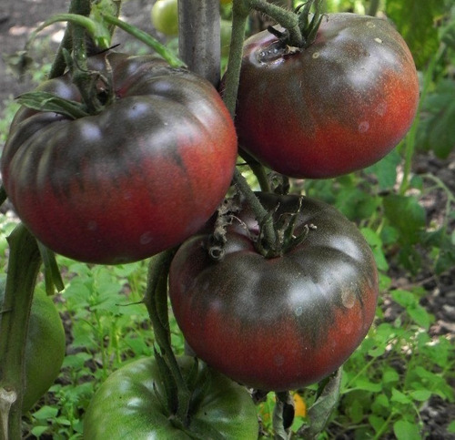 30 Semillas Tomate Negro De Crimea Nueva Autenticas Reliquia