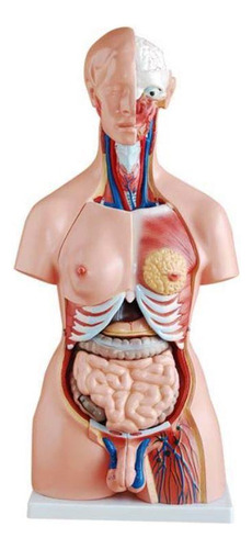 Torso Humano 45 Cm 24 Partes Coluna Exposta E Vértebra