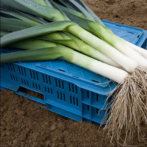 Semente De Hortaliça De Hortaliças Agriculture_seeds De Unidade De 1 X 1 De 1g