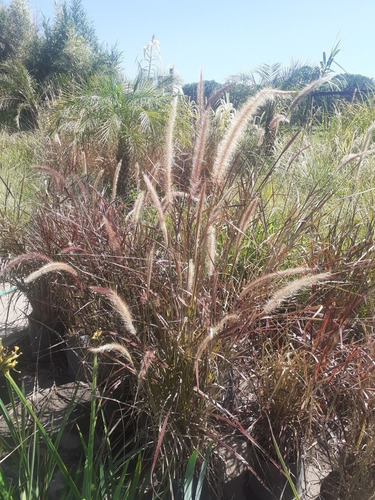 Imagen 3 de 5 de Pennisetum Setaceum, Cola De Zorro 10lts