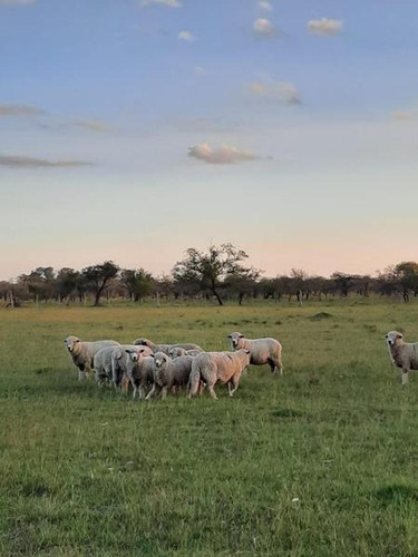 Imagen 5 de 29 de Oportunidad Campo Ganadero En Federal Entre Ríos