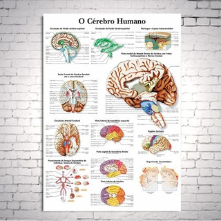 30 X 44 cm Poster Do Sistema Nervoso 