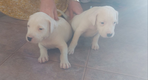 Perros Dogo Argentino 