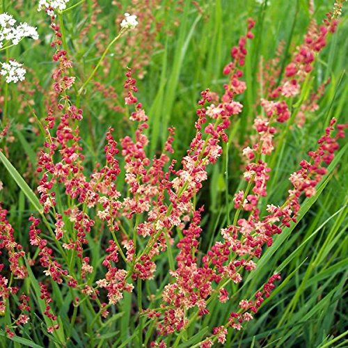 Semillas De Acedera De Oveja (rumex Acetosella) Paquete De 1