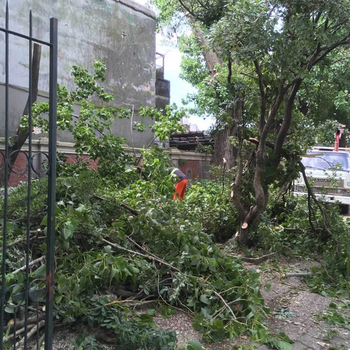 Imagen 3 de 10 de Talas Y Podas - Árboles Limpiezas De Terrenos 095487799
