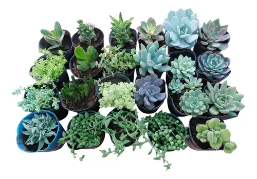 comprar Plantas Cactus Suculentas Por Mayor En Maceta N10 Por 20u