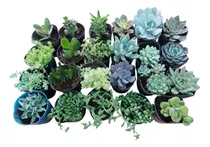 Comprar Plantas Cactus Suculentas Por Mayor En Maceta N10 Por 20u